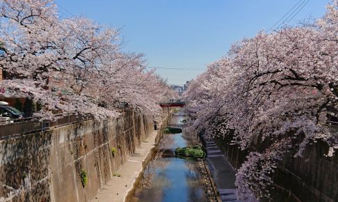 石神井川の桜並木