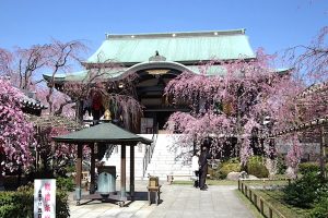 南蔵院のしだれ桜