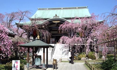 南蔵院のしだれ桜