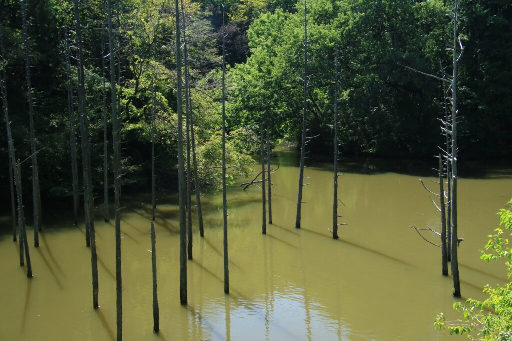 小山内裏公園 東京とりっぷ
