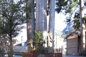 氷川の三本杉