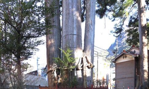 氷川の三本杉