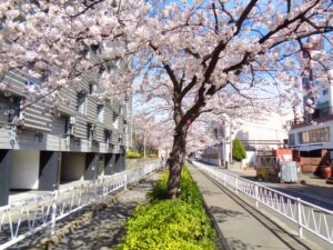 呑川緑道（世田谷区）