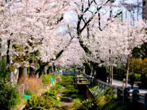 呑川緑道（世田谷区）