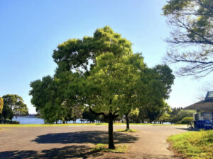 東海ふ頭公園