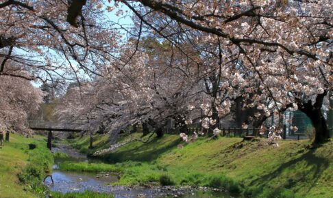 根川緑道