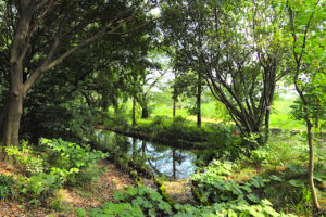 矢川緑地