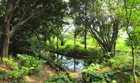 矢川緑地