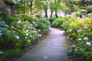 あじさい公園（小平市）