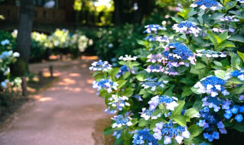 あじさい公園（小平市）