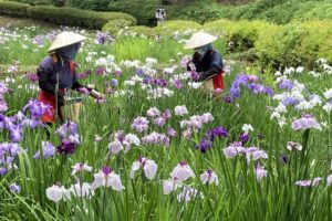 町田薬師池公園『しょうぶ・あじさいまつり』