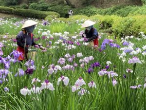 町田薬師池公園『しょうぶ・あじさいまつり』