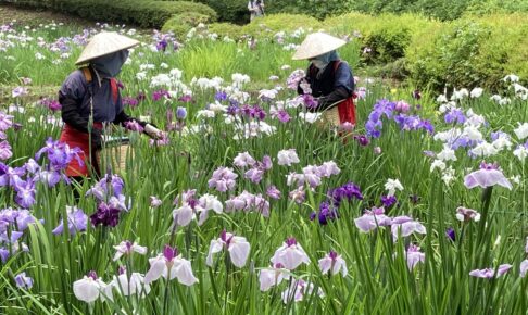 町田薬師池公園『しょうぶ・あじさいまつり』