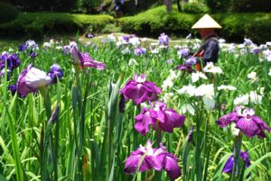 町田薬師池公園『しょうぶ・あじさいまつり』