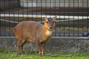 八丈植物公園