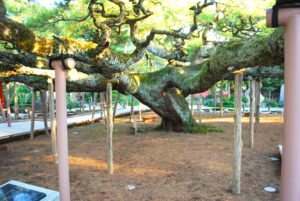 善養寺・影向の松