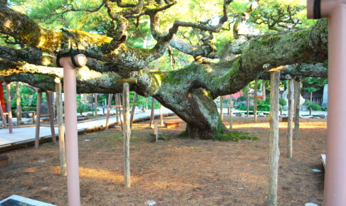 善養寺・影向の松