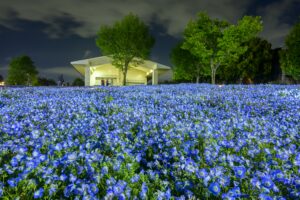 舎人公園・花と光のムーブメント