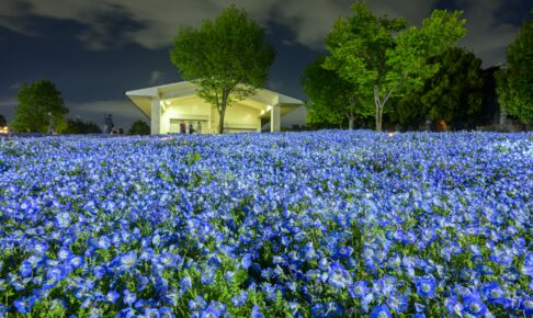 舎人公園・花と光のムーブメント