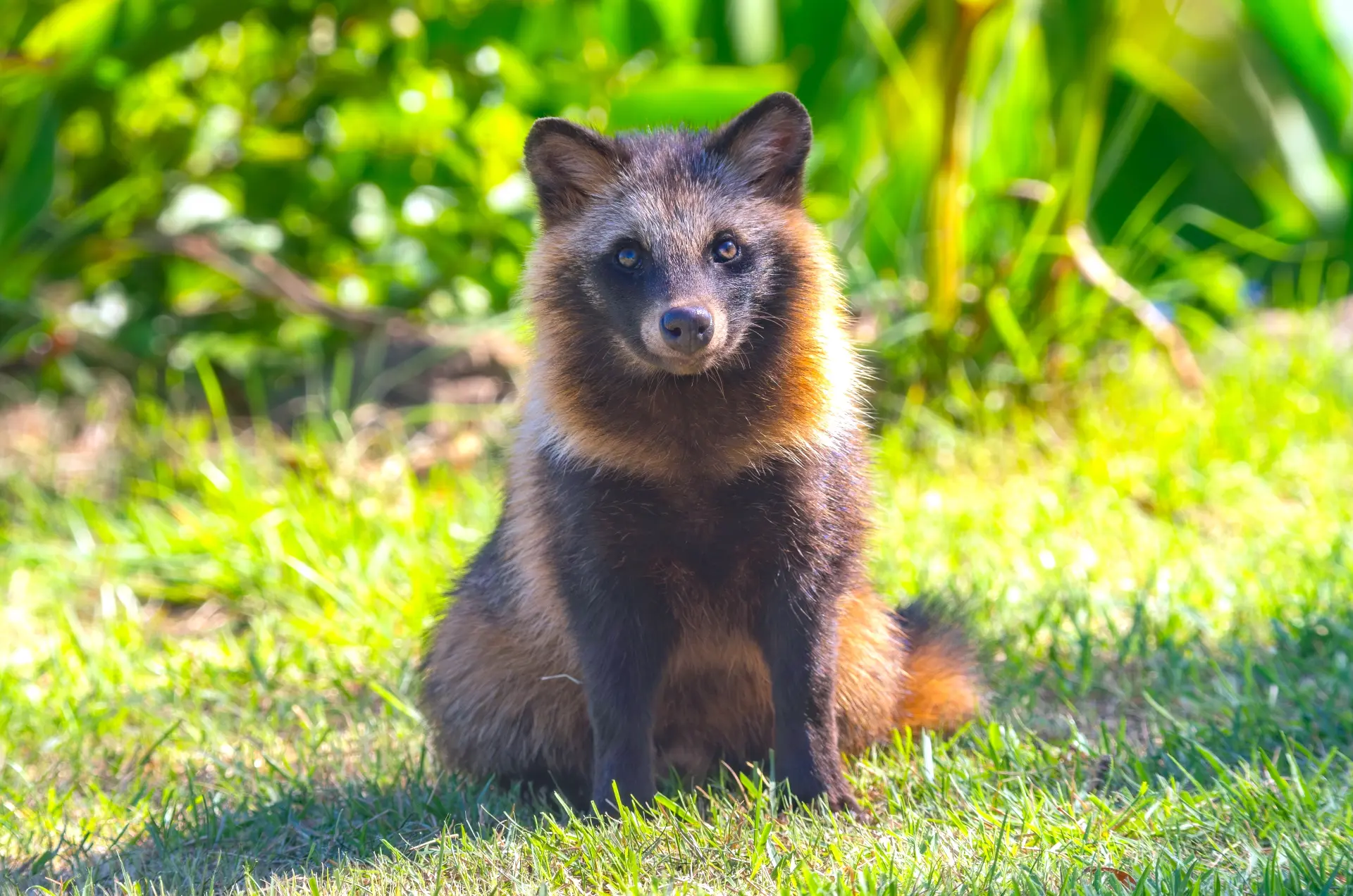 イラストグラム その他 たぬきの参考画像