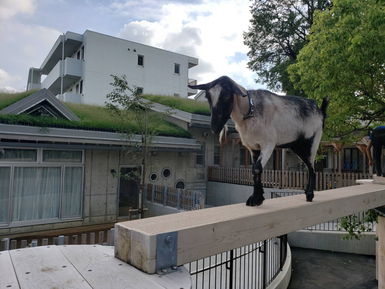 板橋こども動物園